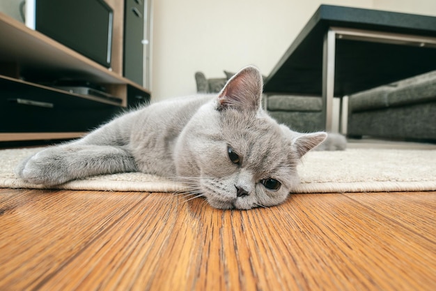 Близкий план кошки