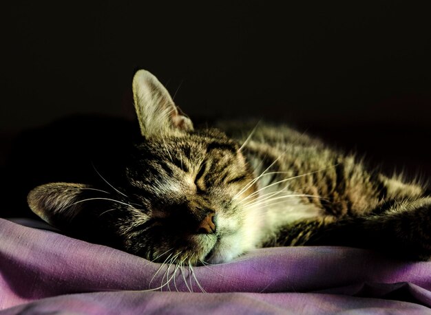 Foto prossimo piano di un gatto