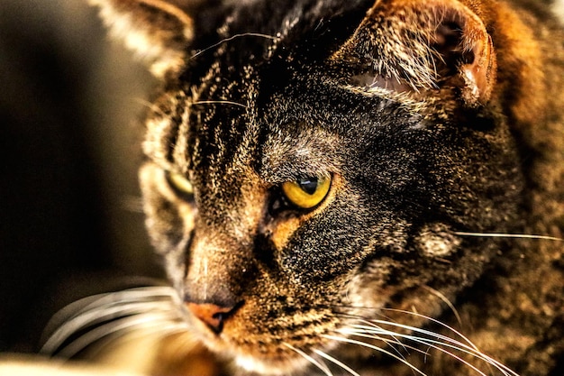 Photo close-up of a cat