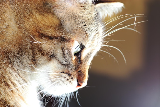 Foto prossimo piano di un gatto