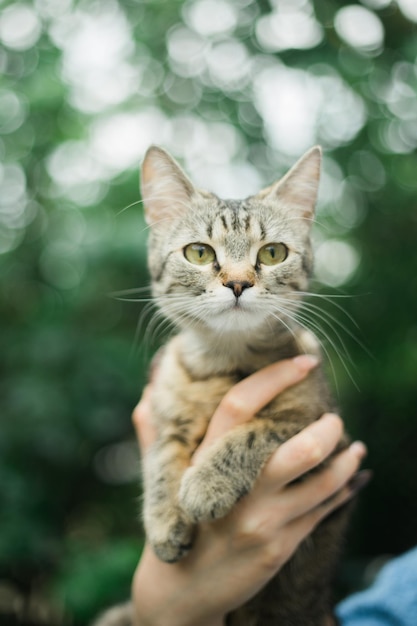 close-up of cat