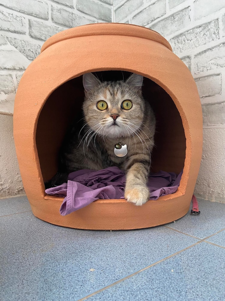 Photo close-up of cat