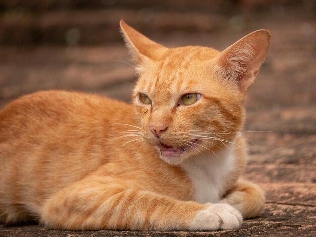 Photo close-up of a cat