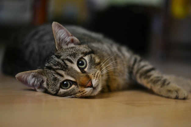 close-up of cat