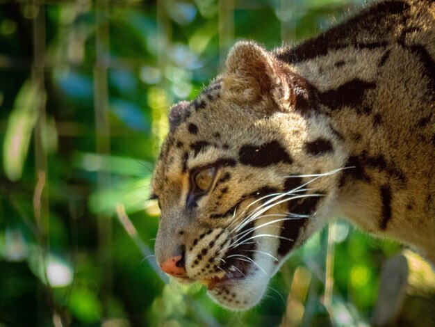 Close-up of a cat