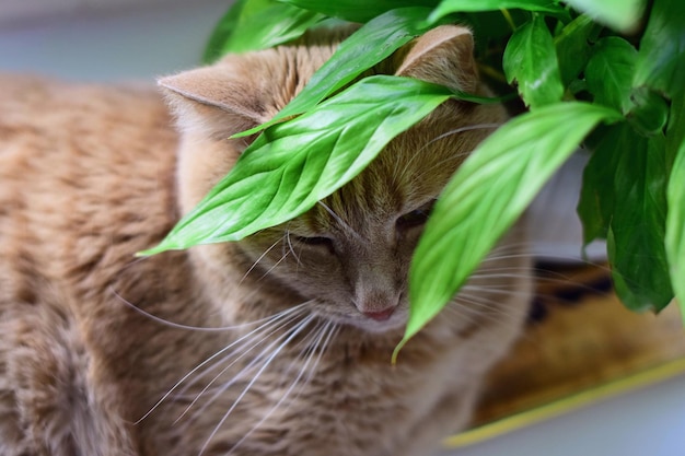 Foto prossimo piano del gatto