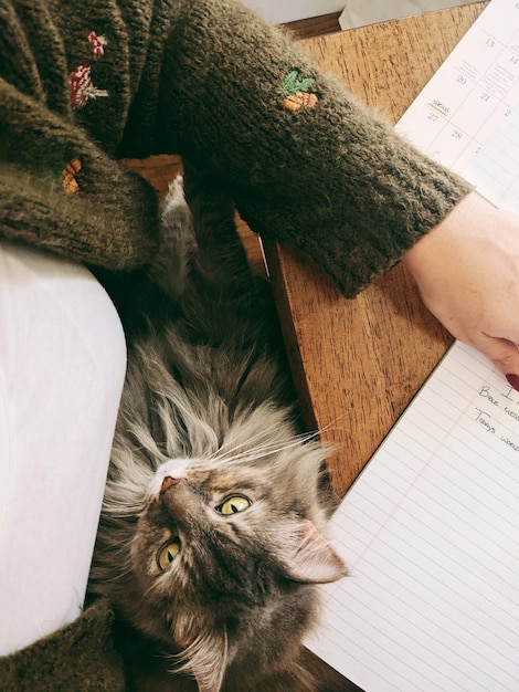 Foto prossimo piano del gatto