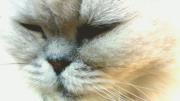 Photo close-up of cat