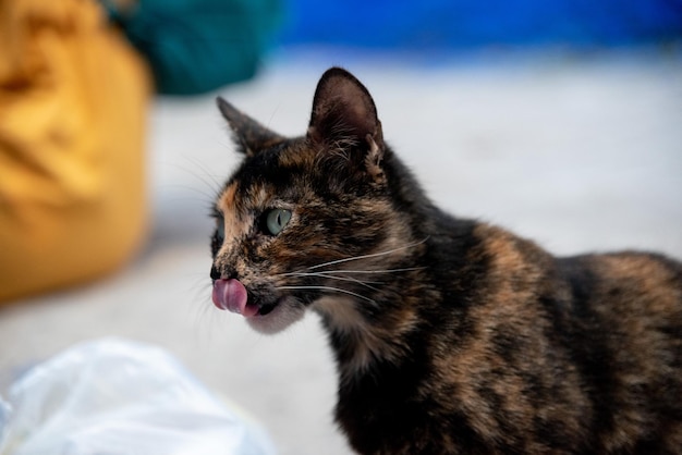 Foto prossimo piano del gatto