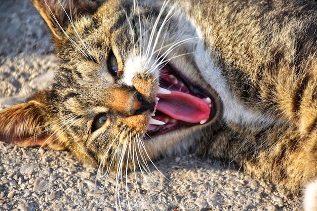 Foto close-up di un gatto