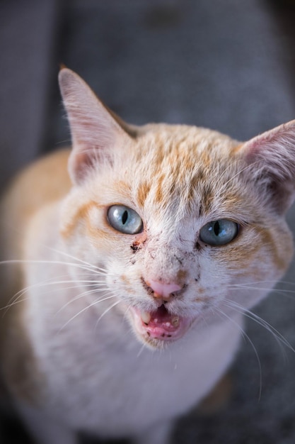 Foto prossimo piano del gatto