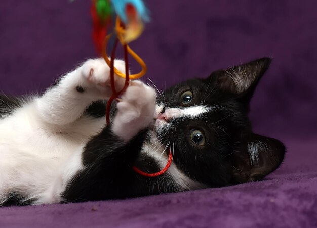 Foto prossimo piano di un gatto