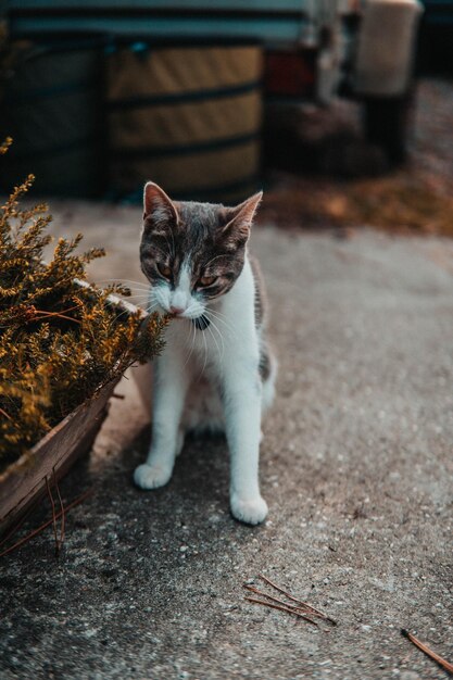 Близкий взгляд на кошку