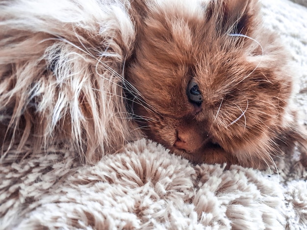 Photo close-up of a cat