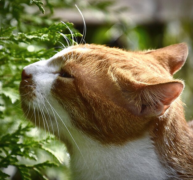 Close-up of a cat