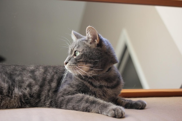 猫のクローズアップ