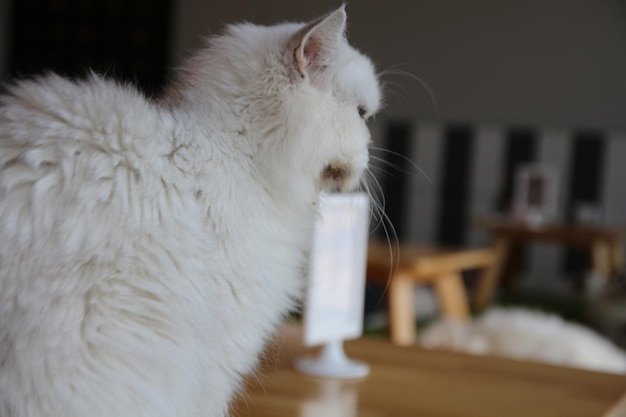 Foto prossimo piano di un gatto