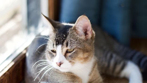 猫のクローズアップ