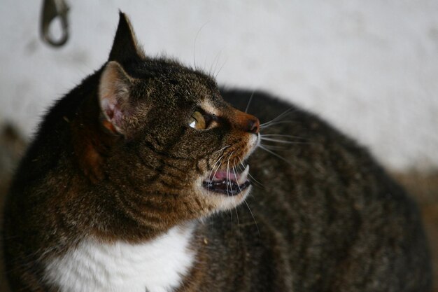 Foto prossimo piano di un gatto