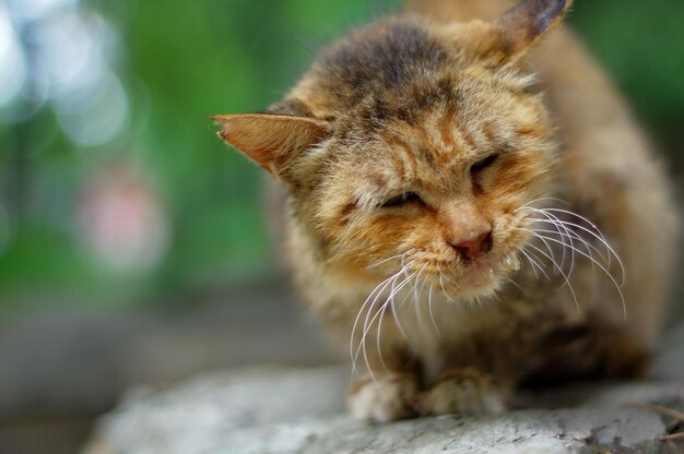 Close-up of cat