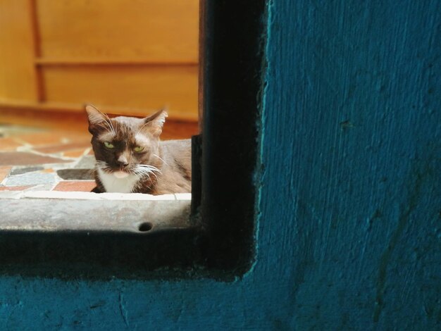 Close-up of cat