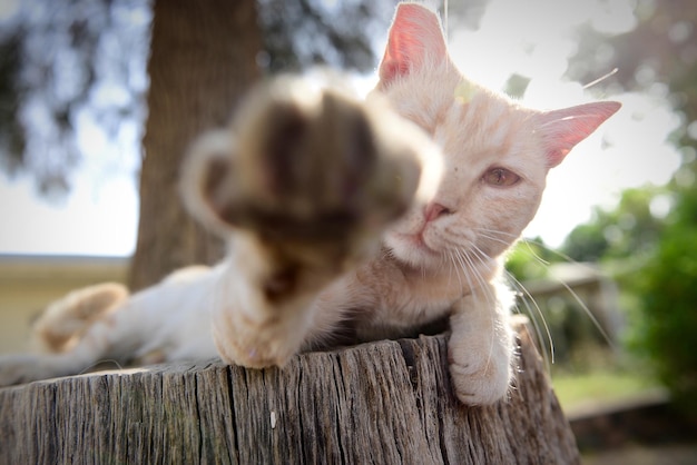 Close-up of a cat