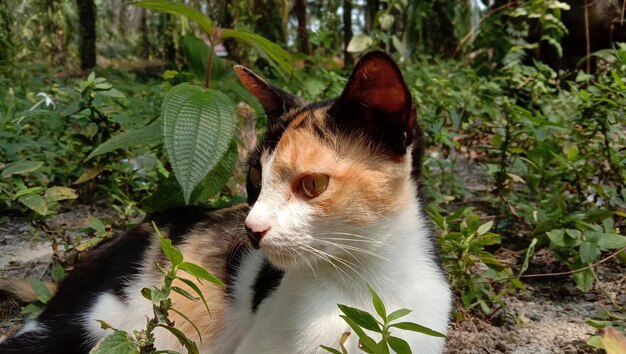 Foto prossimo piano di un gatto