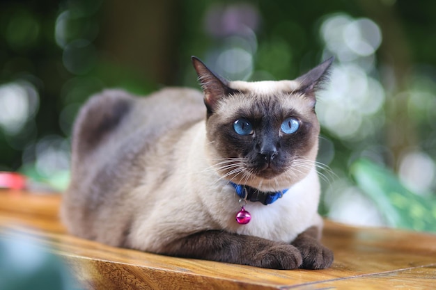 Photo close-up of cat