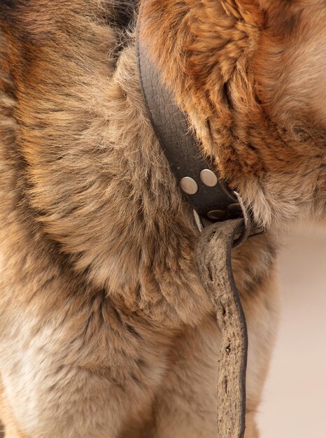 Photo close-up of a cat