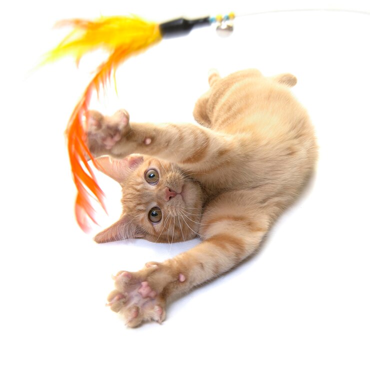 Photo close-up of cat
