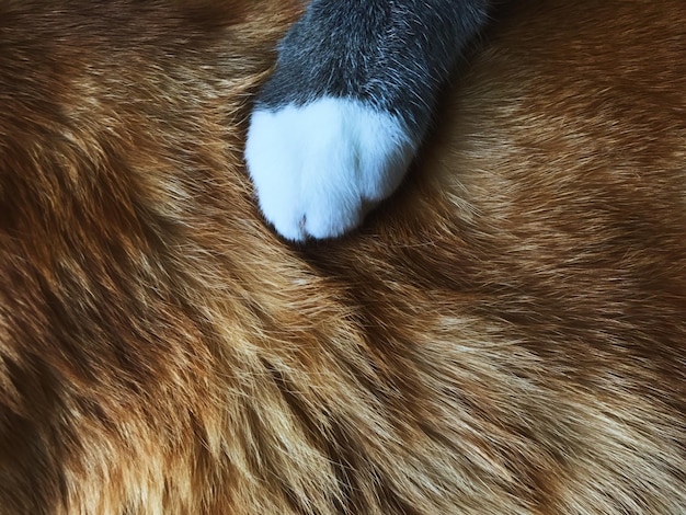 close-up of cat