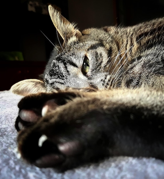 Photo close-up of a cat