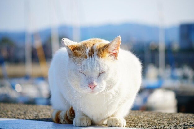 Close-up of a cat