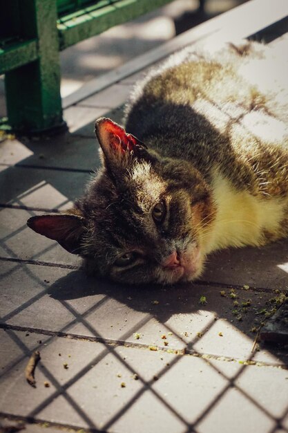 Foto prossimo piano del gatto