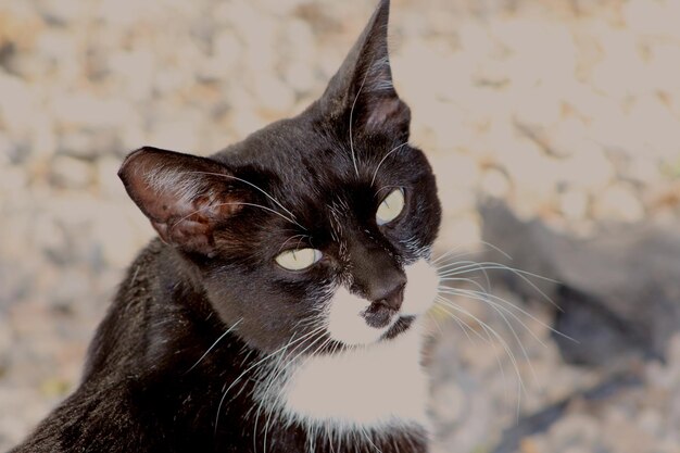 Close-up of cat