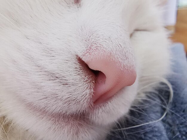 Photo close-up of a cat