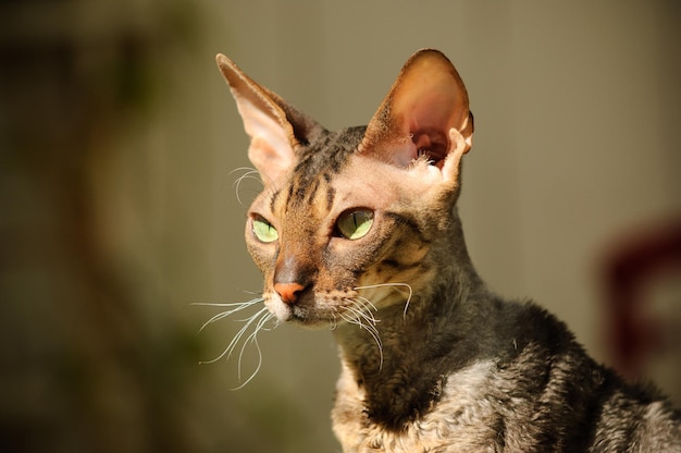 猫のクローズアップ