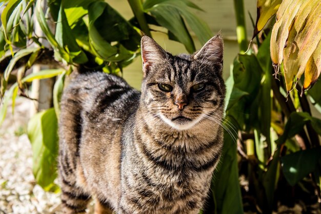 Foto prossimo piano del gatto