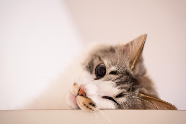 Photo close-up of a cat