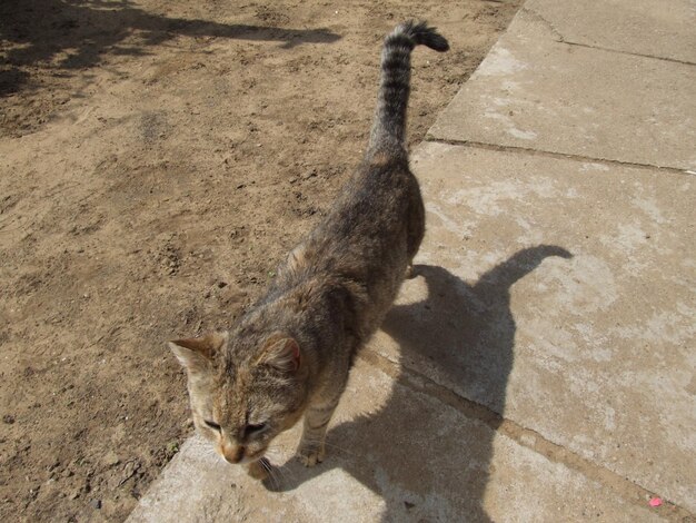 Photo close-up of cat