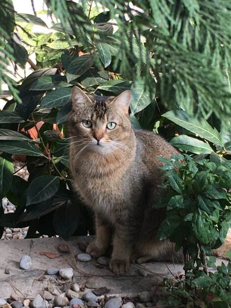 Foto prossimo piano del gatto