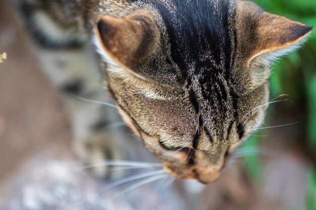 Foto prossimo piano del gatto