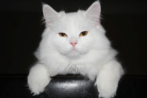Близкий план кошки
