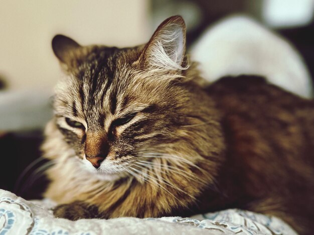 Близкий план кошки