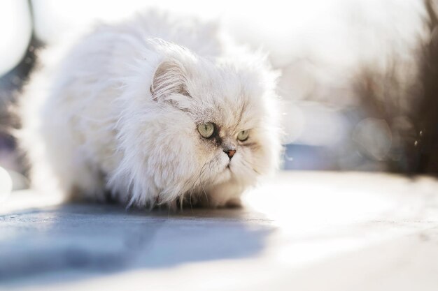 Foto prossimo piano di un gatto