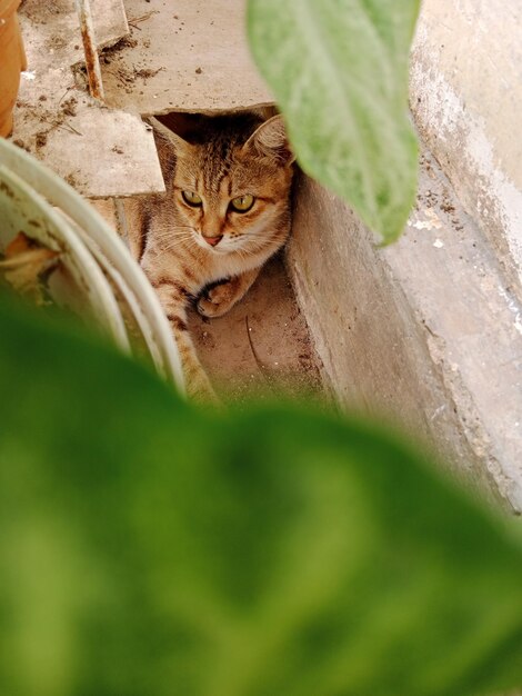 Close-up of cat