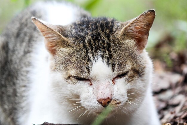 Close-up of cat