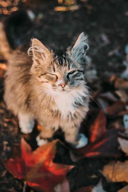 Foto prossimo piano di un gatto