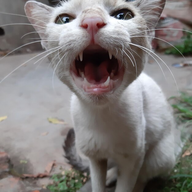 Close-up of cat