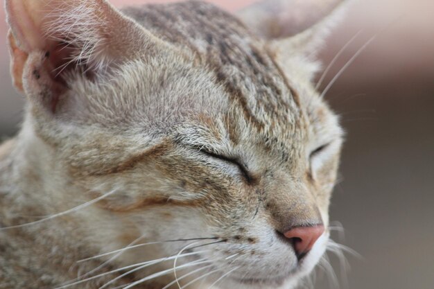 Photo close-up of cat